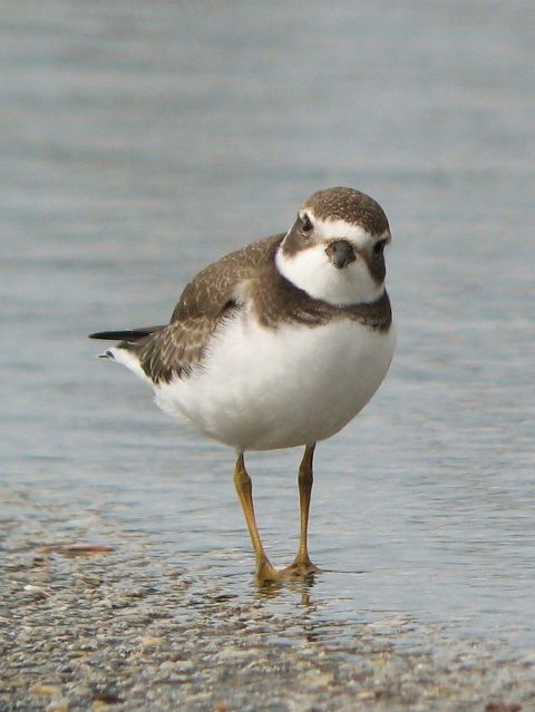Semipalmated Plover